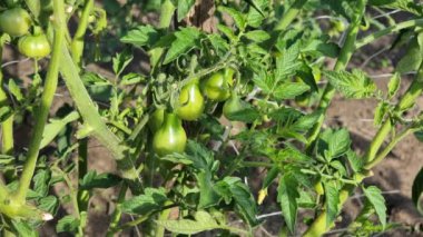 Small unripe drop-shaped green tomatoes on a bush in the garden. Agriculture.