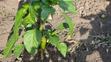 Unripe green pepper on a bush in a field on a hot day against the background of dry land