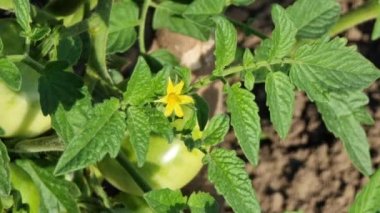 Tomato flower on a green bush in a field on a sunny hot day.