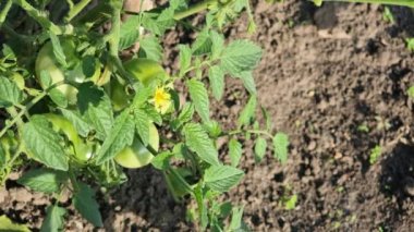 A flowering tomato bush under a hot solsh in a field