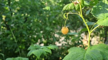 One yellow berry, raspberry bush in the garden on a hot day. Side view.