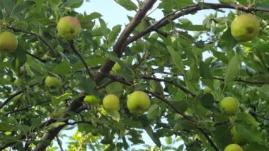 Apple tree with green leaves and many ripening apples in the garden, top view.