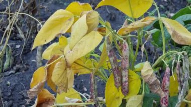 Close-up of a bean bush in a vegetable garden with yellow leaves and green stems and ripening striped pods.