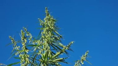 Top of cannabis with buds and flowers against a blue sky.