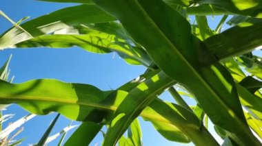 Green corn leaves in the field close-up sway in the wind, view from below.