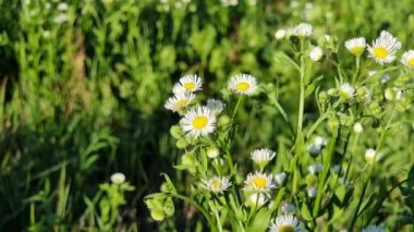Field white flowers. Blooming aster camomile in a green field. Perennial, herbaceous plant of the Asteraceae family with upright stems. Erigeron fleabane