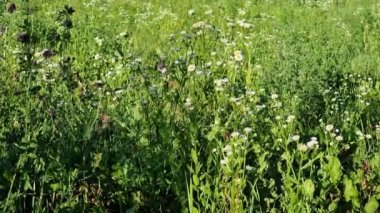 Field medicinal flowers. Flowering white aster camomile in the field. Perennial plant of the Asteraceae family. Top view. Erigeron fleabane