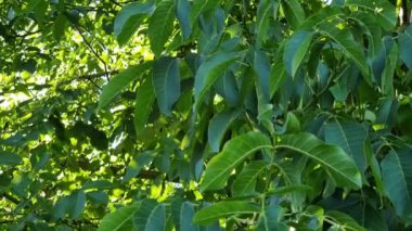 Green juicy leaves of a walnut tree swaying in the wind on a summer sunny day.