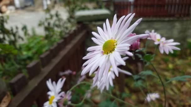 一朵白色的大菊花 花坛上有紫色的花色 — 图库视频影像