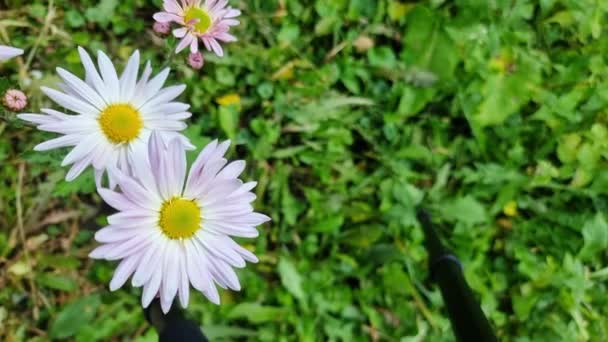 一丛丛白色的菊花在花园里的青草的朦胧的背景上飞舞着 — 图库视频影像