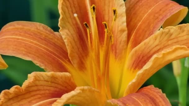暑い夏の日に雄しべや雌しべを持つ大きな開花オレンジユリ — ストック動画