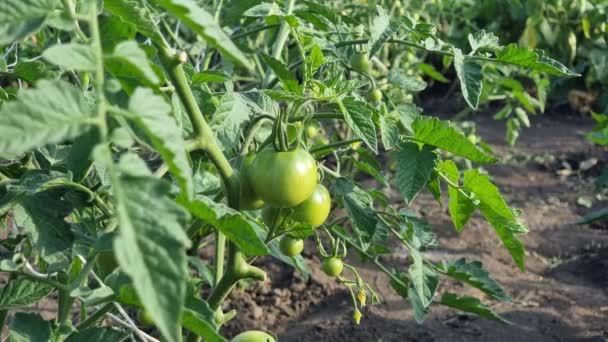 Green Tomatoes Field Bush Sunny Day — Wideo stockowe