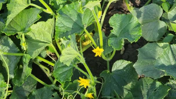 Flowering Cultivation Cucumbers Sunny Summer Day Agriculture — Vídeo de Stock