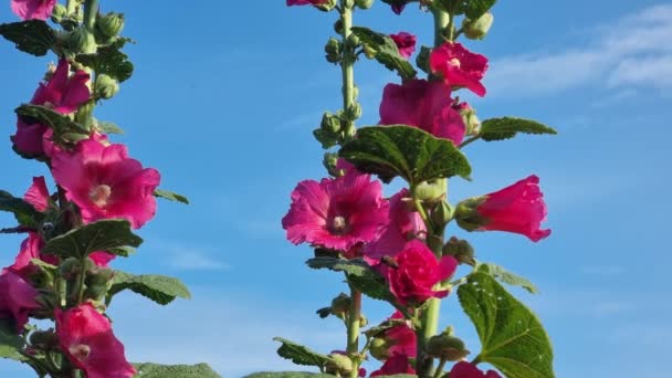 Flowering Mallows Blue Background Sky — Vídeos de Stock