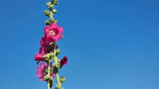 Flowering Stem Mallow Red Flowers Blue Sky — Vídeos de Stock