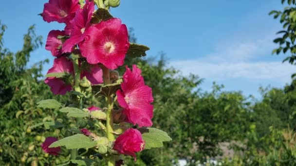 Blooming Red Mallows Close Home Garden Sky — Vídeo de stock