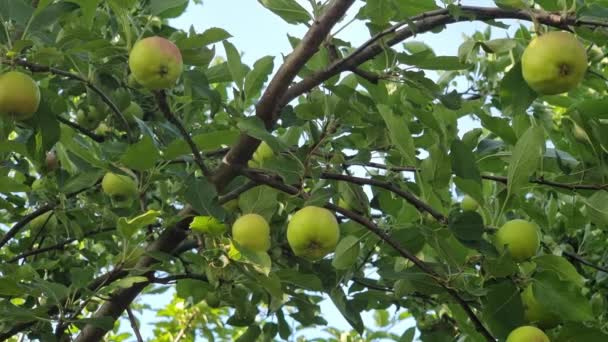 Яблоня Зелеными Листьями Много Спелых Яблок Саду Вид Сверху — стоковое видео