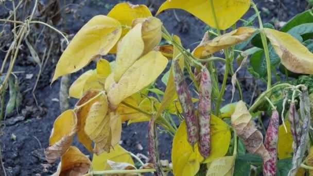 Close Bean Bush Vegetable Garden Yellow Leaves Green Stems Ripening — Video Stock