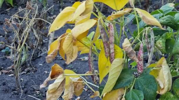 Bean Bush Vegetable Garden Yellow Leaves Ripening Pods — Vídeo de Stock