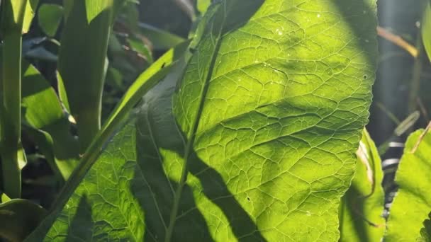 Leaf Green Horseradish Veins Visible Light Sun Close — Stock video