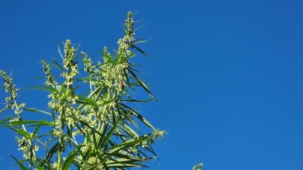 大麻在蓝天的映衬下开花 蜜蜂给大麻花授粉 — 图库视频影像