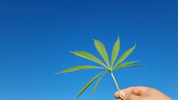 Young Beautiful Juicy Green Cannabis Leaf Hand Blue Sky — Vídeo de Stock