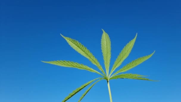 Young Beautiful Juicy Green Cannabis Leaf Blue Sky — Αρχείο Βίντεο