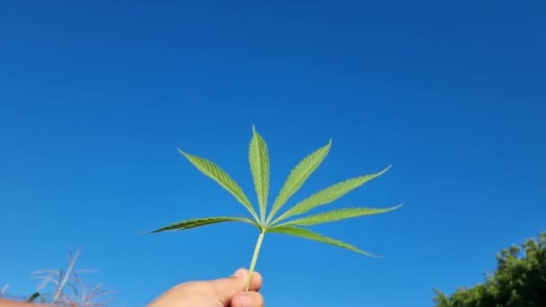 Green Cannabis Leaf Hand Sky — Αρχείο Βίντεο