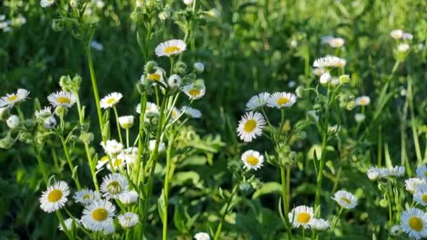 Field White Flowers Blooming Aster Camomile Perennial Herbaceous Plant Compositae — Stockvideo