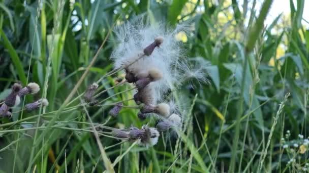 Полевые Лекарственные Растения Выцветший Семенной Чертополох Семенами Развевающимися Ветру Растение — стоковое видео