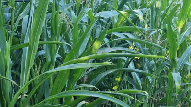 Green Leaves Flowering Corn Field Agriculture — Vídeo de Stock