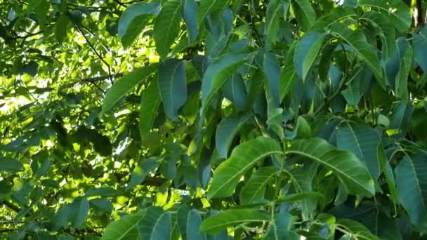 Green Juicy Leaves Walnut Tree Swaying Wind Summer Sunny Day — Stockvideo