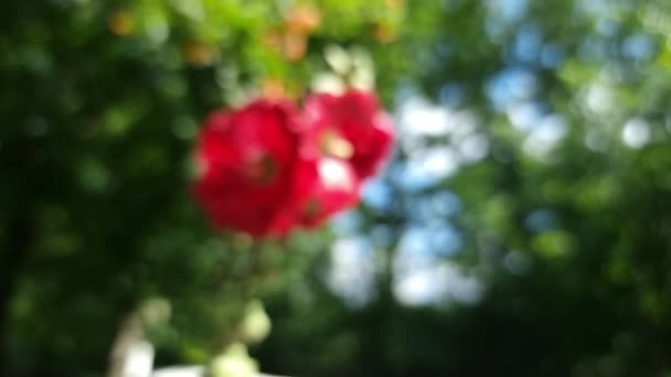 Blurred Summer Background Red Flowers Green Foliage Bokeh Backdrop — Vídeo de stock