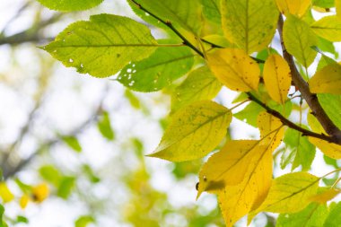 Yellowing plum leaves in early autumn in the home garden.