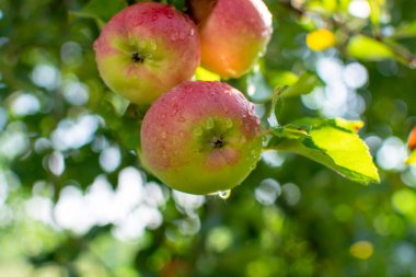 Three ripe real apple trees in the garden on a branch, autumn sunny day. Harvest