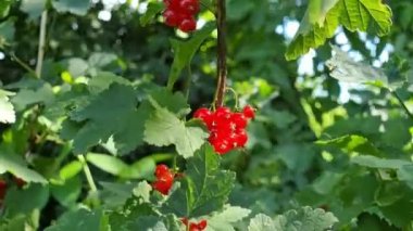 Yazın yeşil bir bahçede, bir çalılığın dalında kırmızı frenk üzümü. Güneşli, rüzgarlı bir gün.