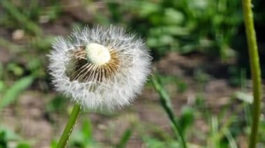 Tohumları etrafa saçılmış tüylü karahindiba kafası, yakın plan..