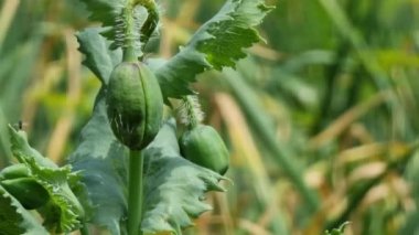 Tarlada çiçek açmadan önce yeşil haşhaş tomurcukları. Yakın plan. Temamız bahçe ve sebze bahçesi..