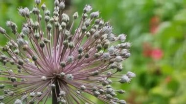 Blooming ornamental garlic. A large inflorescence sways in the wind in a garden with insects.