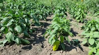 Growing and ripening sweet peppers in the field, in rows. Agriculture.