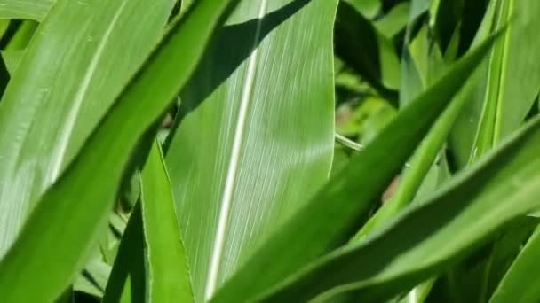 Wide Corn Green Leaves Field Sunny Day Close Topic Agriculture — Video Stock