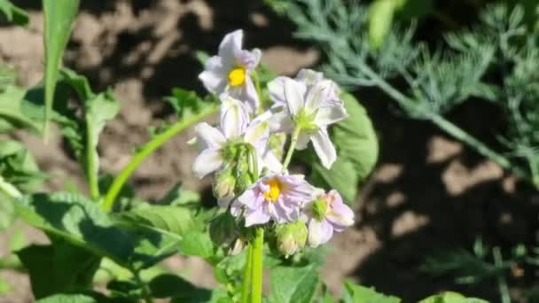 晴れた日に畑にジャガイモを開花させる 近くに白い紫色の花を咲かせます 農業の話題 — ストック動画