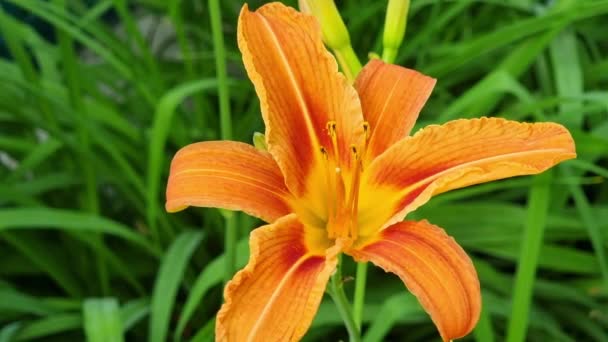 Beautiful Orange Lily Flowerbed Garden Close Pestles Stamens Theme Floriculture — Αρχείο Βίντεο