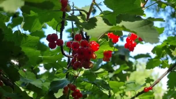 Red Berries Ripe Currant Summer Branch Green Bush Rays Sun — Stock Video
