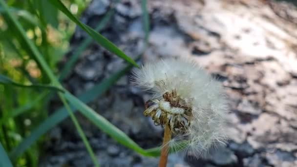 部分的に種を流してふわふわのタンポポの頭 クローズアップ 日陰では 牧草地で — ストック動画