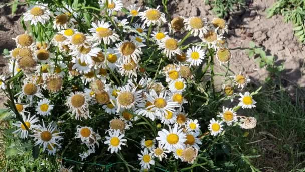 在一个阳光灿烂的日子里 花园里的花坛上 白色的雏菊凋谢了 花卉养殖的主题 — 图库视频影像