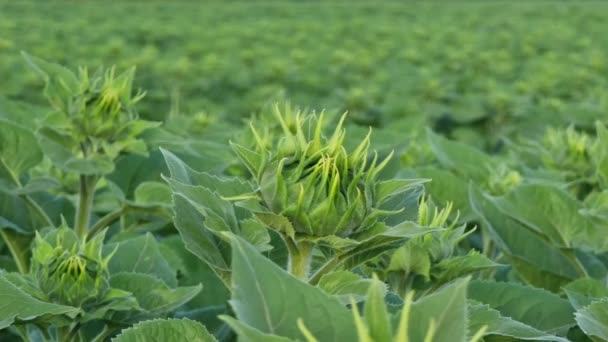 Green Sunflower Bud Close Background Field Cultivation Oilseeds Topic Agriculture — 图库视频影像