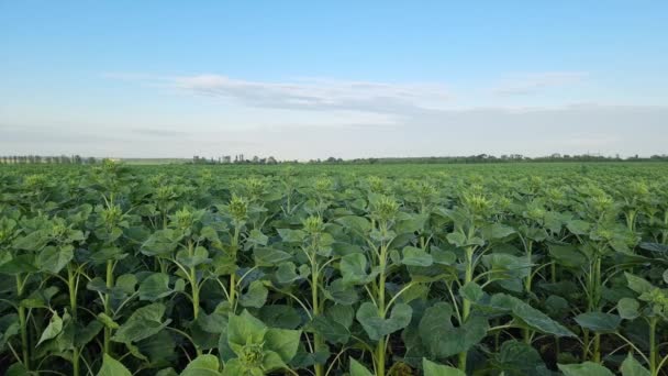 Green Sunflower Field Blooming Buds Blue Sky Agriculture — Vídeos de Stock