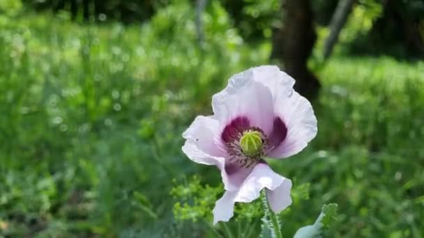 ポピーの花 美しい洗浄緑の庭の分野で白い紫色の花弁は 風に移動します 花栽培 — ストック動画