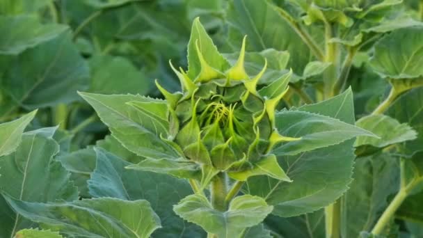 Sunflower Bud Green Leaves Field Summer Sunny Weather Close Agriculture — Vídeo de stock